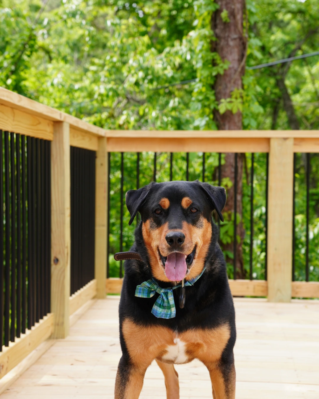 Rottweiler in a plaid bandana on a private deck surrounded by forest