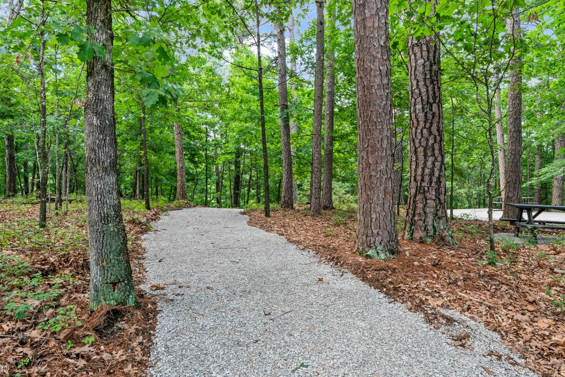 Gravel forest trail winding through tall Ozark pines at Forest Springs