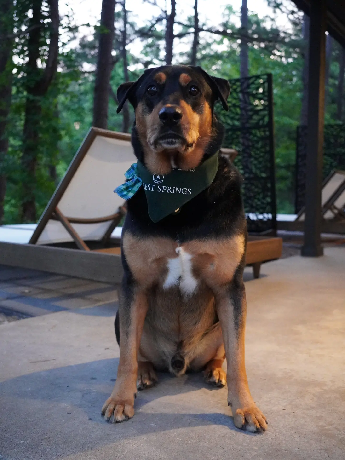 Dog-friendly hotels