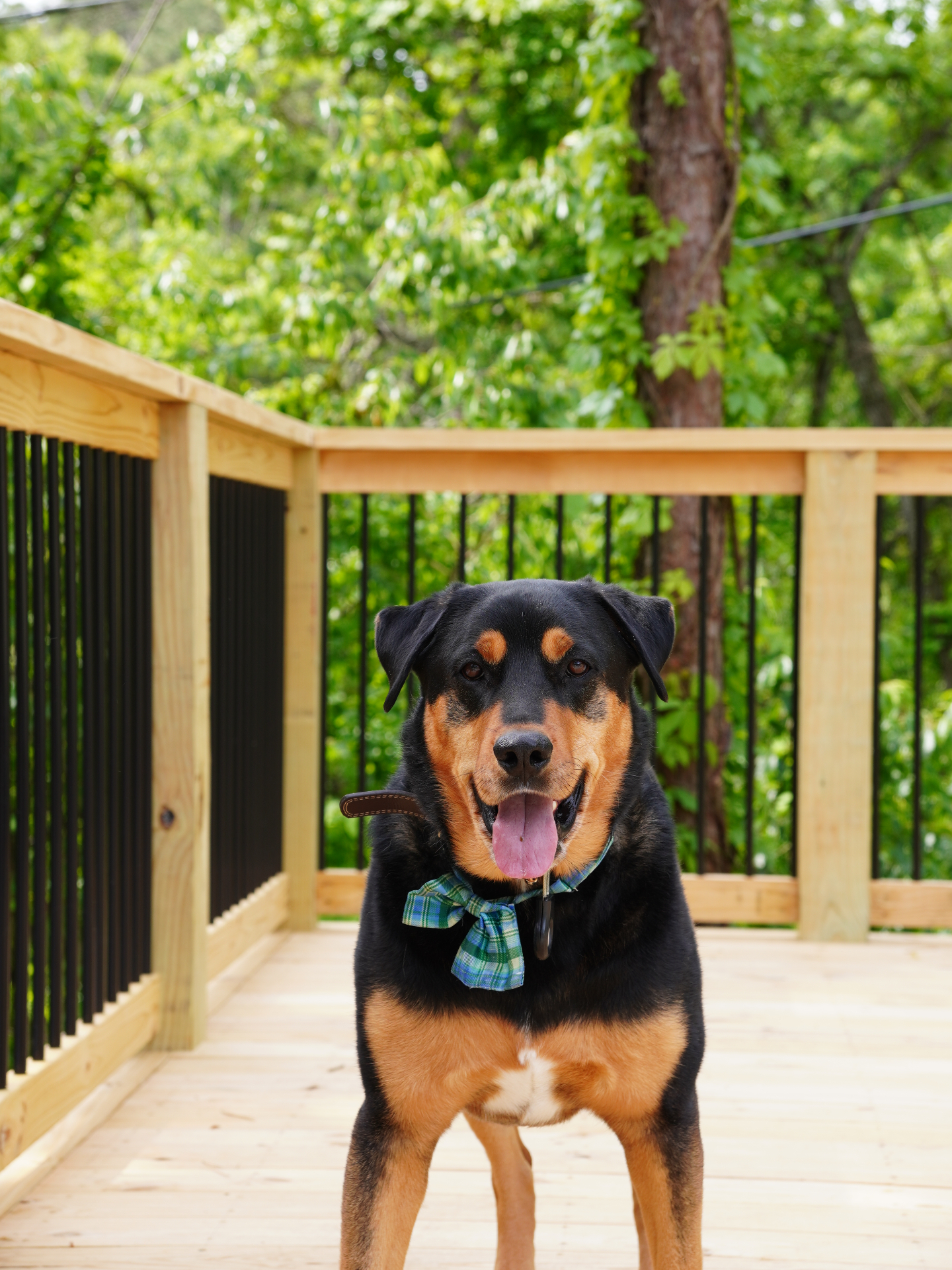 Dog-friendly deck at Forest Springs Resort, happy dog on a wooden walkway surrounded by Ozark forest