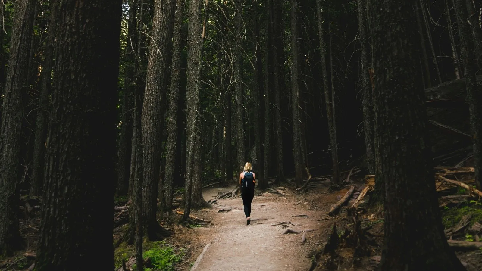 Forest immersion for digital detox