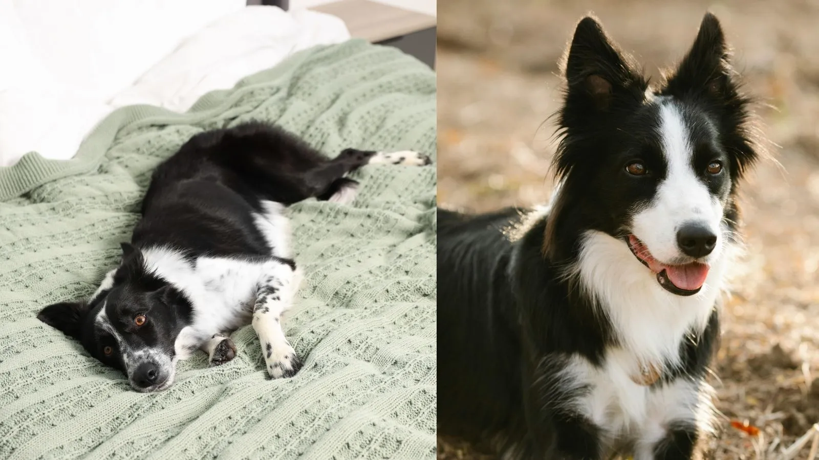 Dog relaxing on hotel bed and enjoying outdoor trails