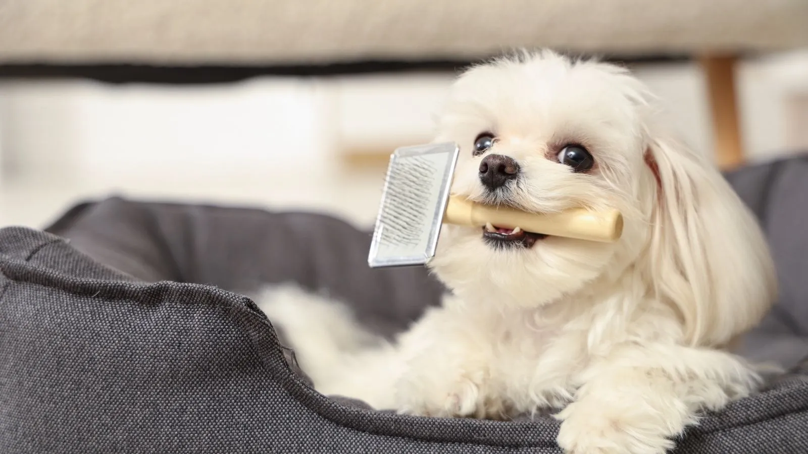 Dog enjoying hotel stay