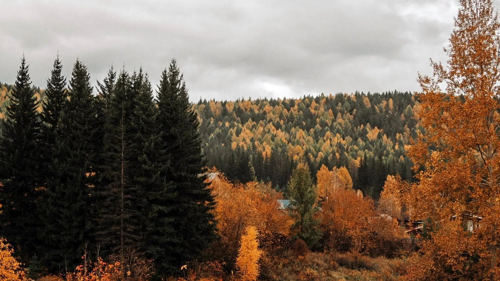Fall foliage in the Ozarks