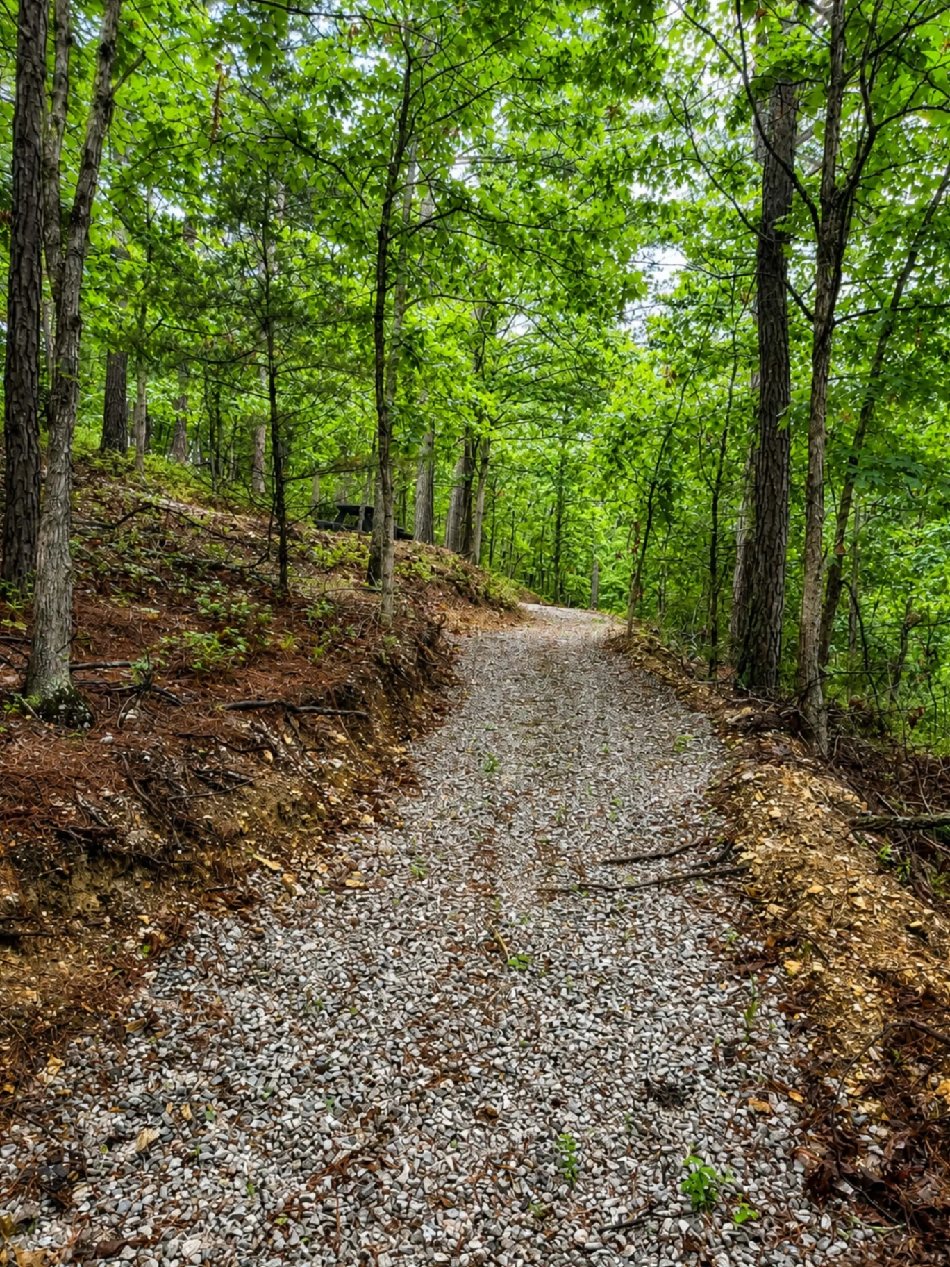 Ten Acres of Forest