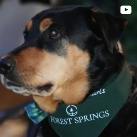 Dog wearing a Forest Springs bandana