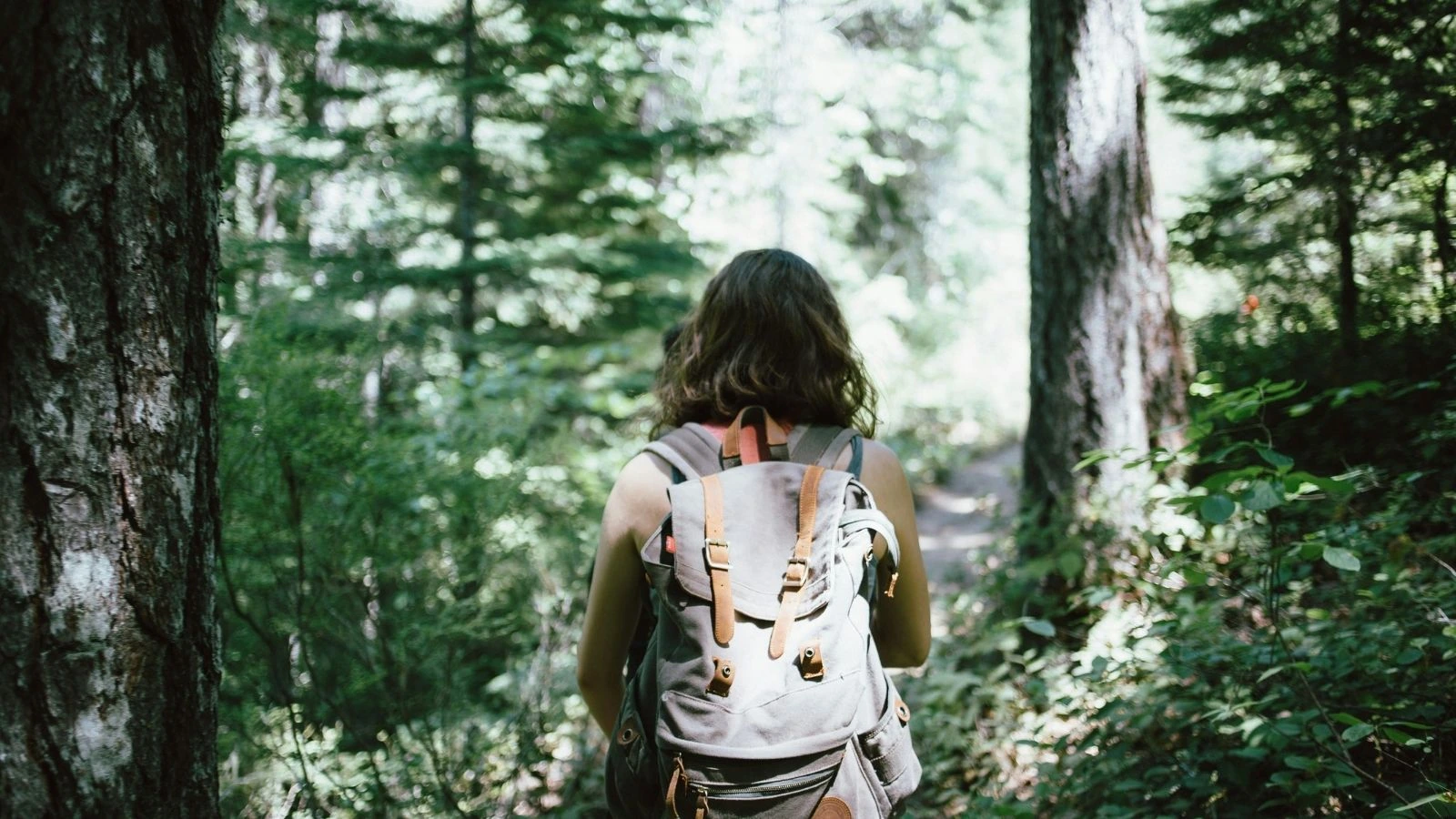 Forest trails in the Ozarks
