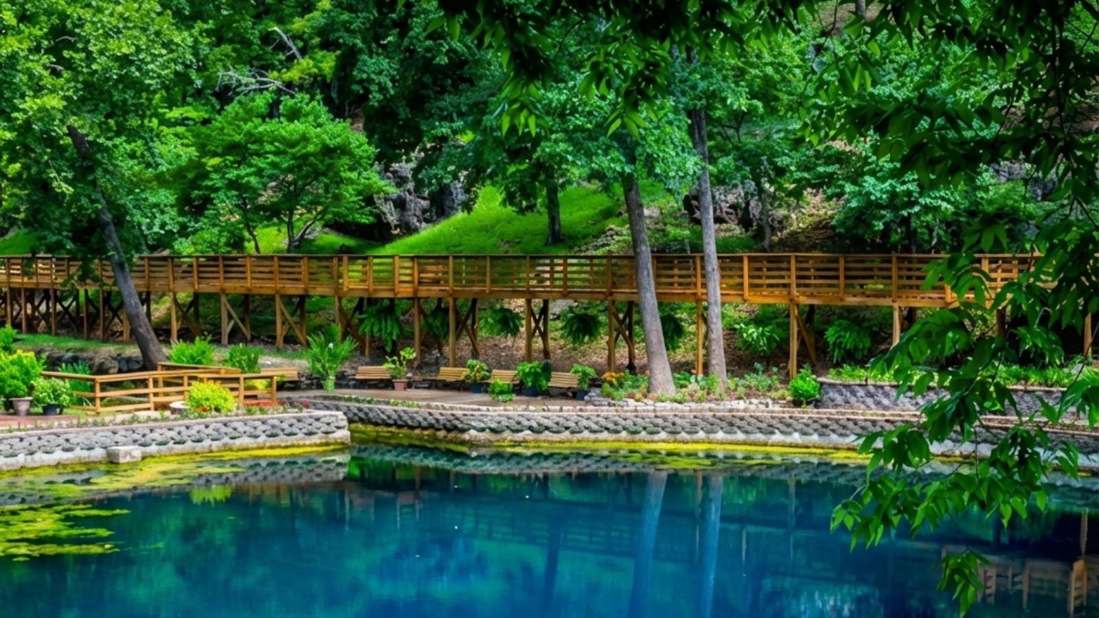Forest bathing in the Ozarks